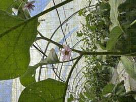 Thrips sur culture d'aubergines sous abri